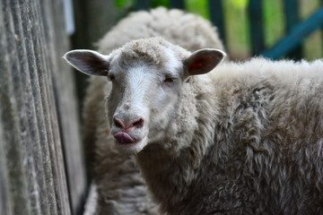 Obraz premium Portrait of countryside sheeps