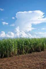 沖縄のサトウキビ畑と入道雲