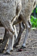 Portrait of countryside sheeps