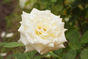 White perfect rose noble form in garden. Rose 