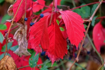 Premières feuilles d'automne.