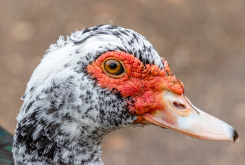Portrait of a female Muscovy Duck