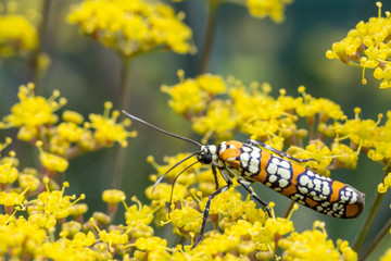 Webworm moth walking on blooms of yellow flowers