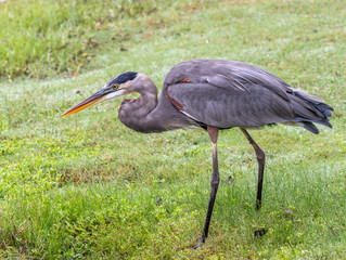 Great Blue Heron fishing