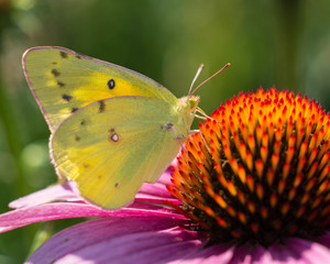 Fototapeta premium Clouded Sulpher butterfly feeding on purple coneflower, wings up