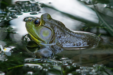 Frog peeks up from pond