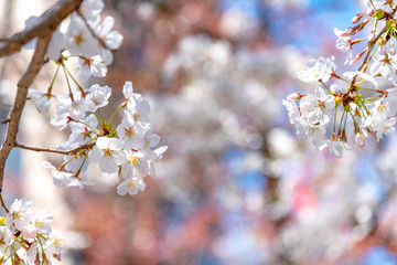 Cherry blossoms around Chidorigafuchi, Tokyo, Japan.