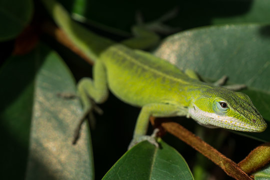 Carolina Anole lizard in rhododendron