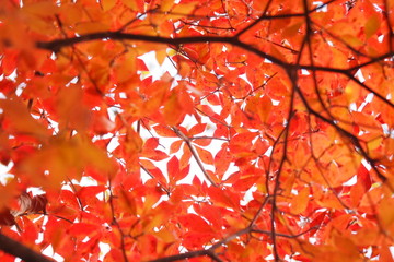 紅く染まる木々, Red leaves