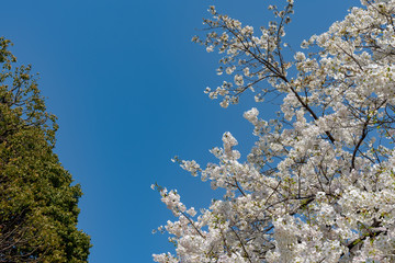 Cherry blossoms around Chidorigafuchi, Tokyo, Japan.