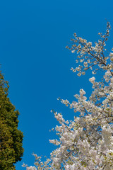 Cherry blossoms around Chidorigafuchi, Tokyo, Japan.