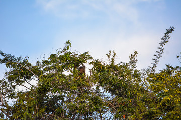Image from Manaus - AM in Brazil