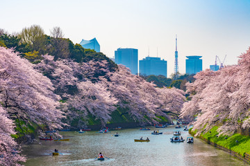 Cherry blossoms around Chidorigafuchi, Tokyo, Japan.