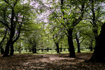 Fototapeta premium 初秋の大宮公園