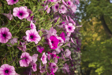 Meer aus violett-weiße Petunien 