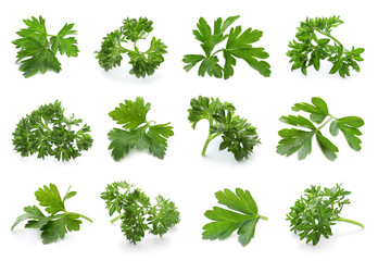 Set of with fresh green parsley leaves on white background
