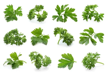 Papier Peint photo Herbes Set of with fresh green parsley leaves on white background