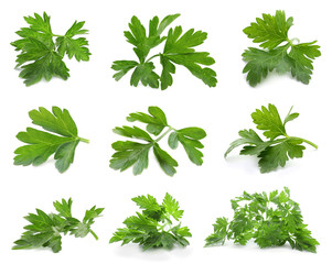 Set of fresh green parsley leaves on white background