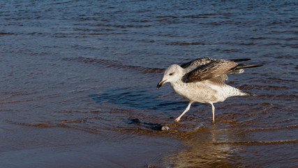 Seagull on Las Teresitas beach - Tenerife
