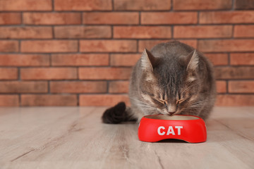 Adorable cat near bowl of food indoors. Pet care
