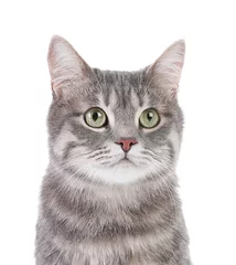 Cercles muraux Chat Portrait of gray tabby cat on white background. Lovely pet