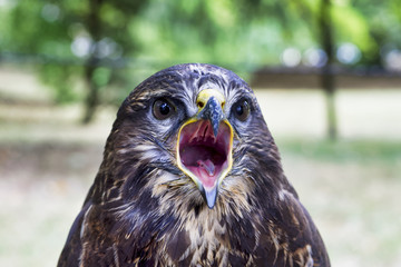 Portrait of common buzzard (Buteo buteo)