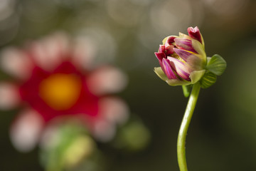 Obraz premium Dahlien_knospe kurz vor der Öffnung. Im Hintergrund eine offene Dahlienblüte im Bokhe