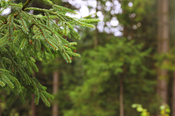 Beautiful fir with green branches in forest, closeup