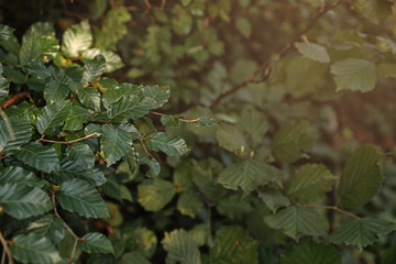 Beautiful tree with green leaves in forest, closeup