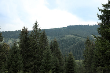 Picturesque landscape with conifer forest on mountain