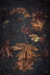 FallLeaves