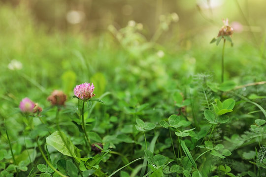 Meadow with green grass and blooming clover, closeup