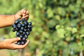 Man holding bunch of fresh ripe juicy grapes in vineyard, closeup