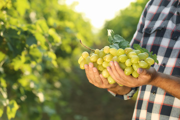 Man holding bunch of fresh ripe juicy grapes in vineyard, closeup