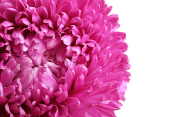 Beautiful aster flower on white background, closeup