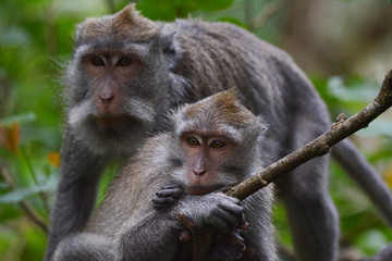 Long-tailed Macaque