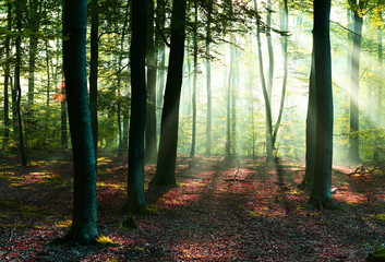 Fototapeta premium Poranek w lesie