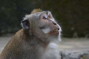 Long-tailed Macaque