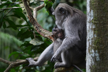 Mother and Baby Long-tailed Macaque