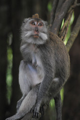 Long-tailed Macaque