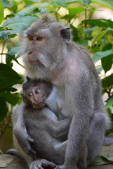 Nursing baby Long-tailed Macaque