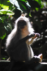 Long-tailed Macaque