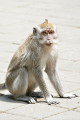 Long-tailed Macaque