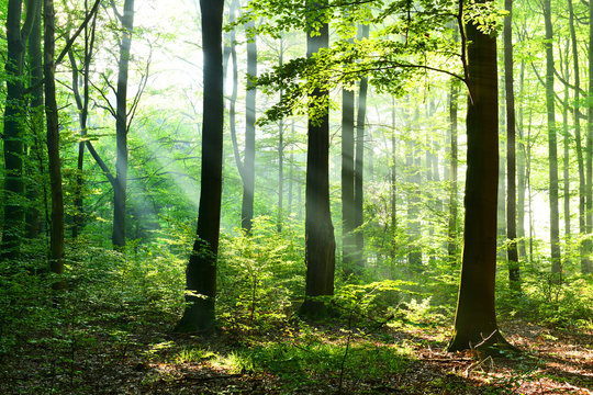 Fototapeta Morning in the forest