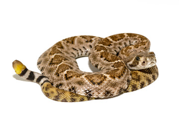 Naklejka premium Western diamondback rattlesnake or Texas diamond-back (Crotalus atrox) on white background