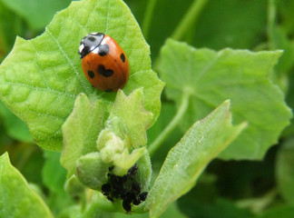 ladybird with hatchlings