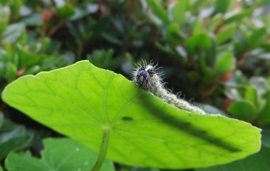  caterpillar on leaf