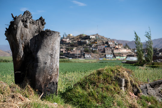&Aacute;rbol talado y quemado
