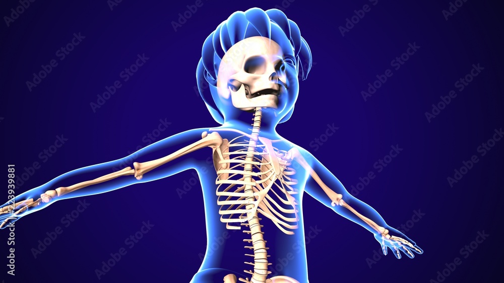 Wall mural 3d illustration of baby skeleton anatomy