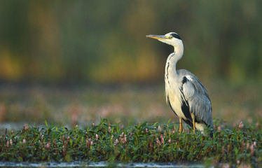 Grey heron (Ardea cinerea)